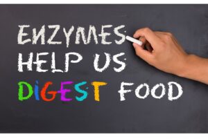 Enzymes Help Us Digest Food